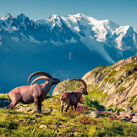 Grand Roc - Campanules 506 - Happy * Chamonix