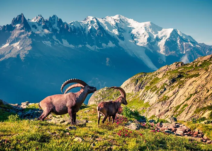 Grand Roc - Campanules 506 - Happy * 霞慕尼